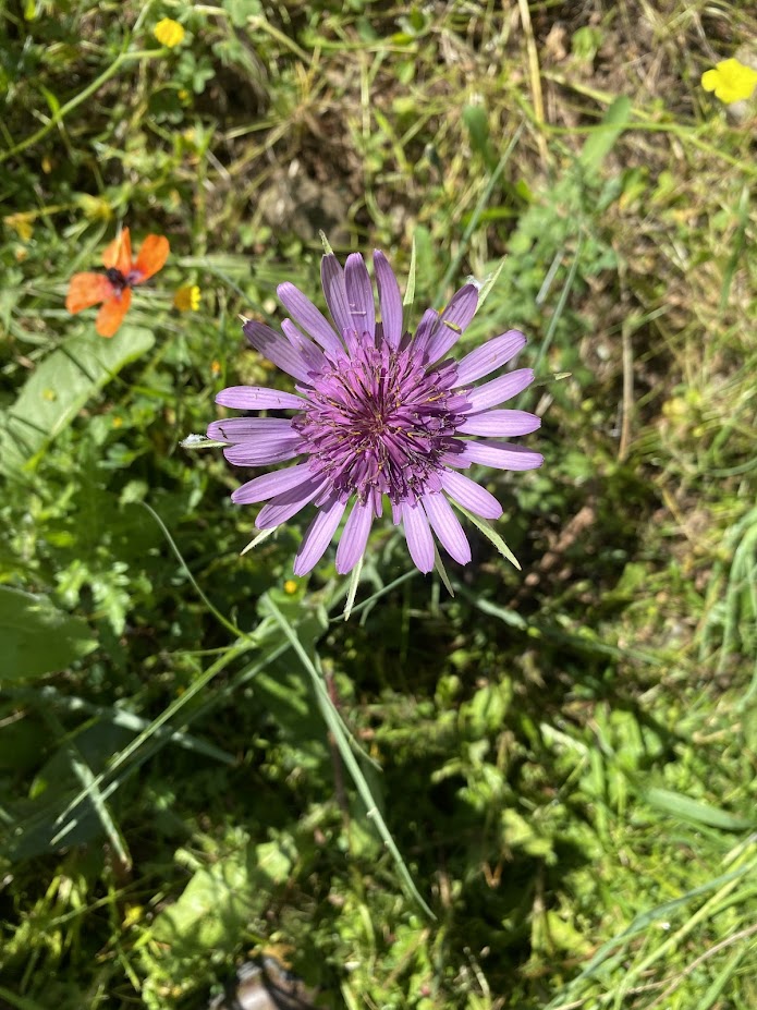 Common Salsify
