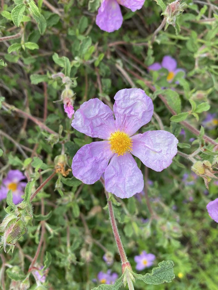 Cretan Rockrose