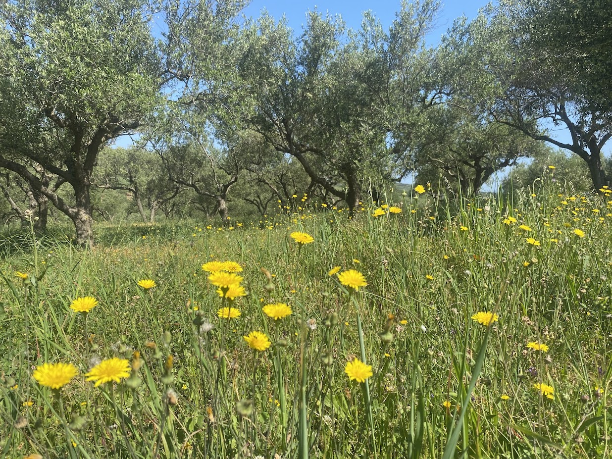 flowering