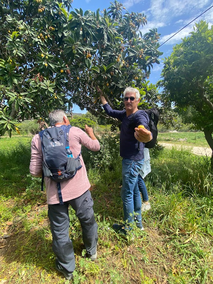 Loquat from the tree