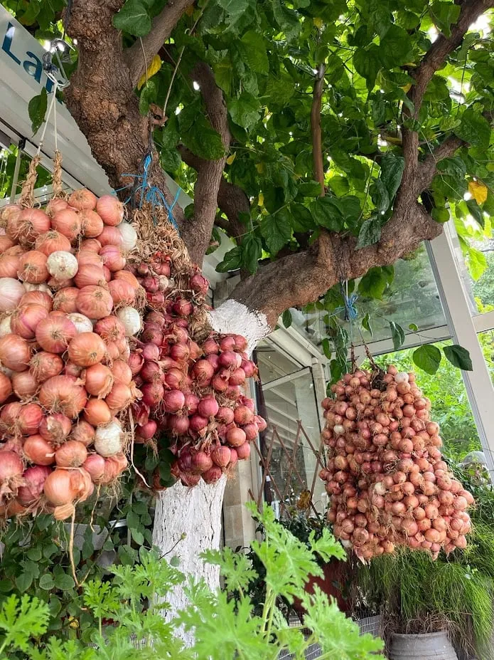 onions