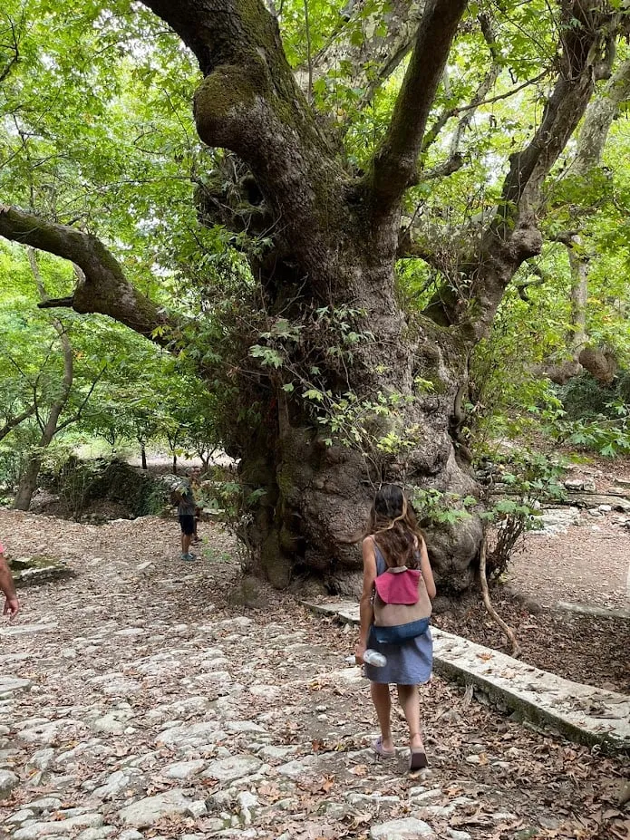 tree