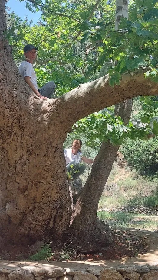 on tree