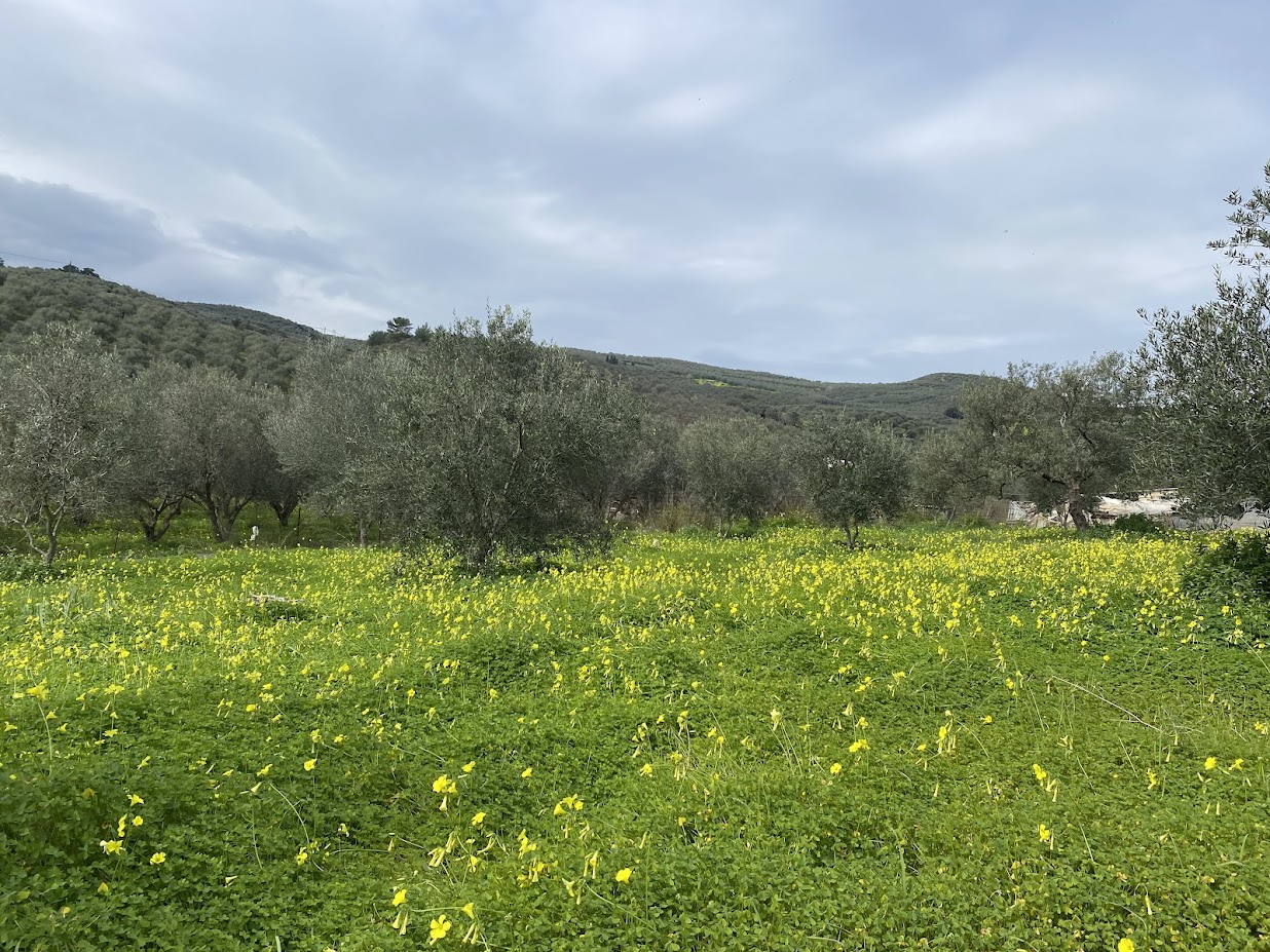 The olive grove