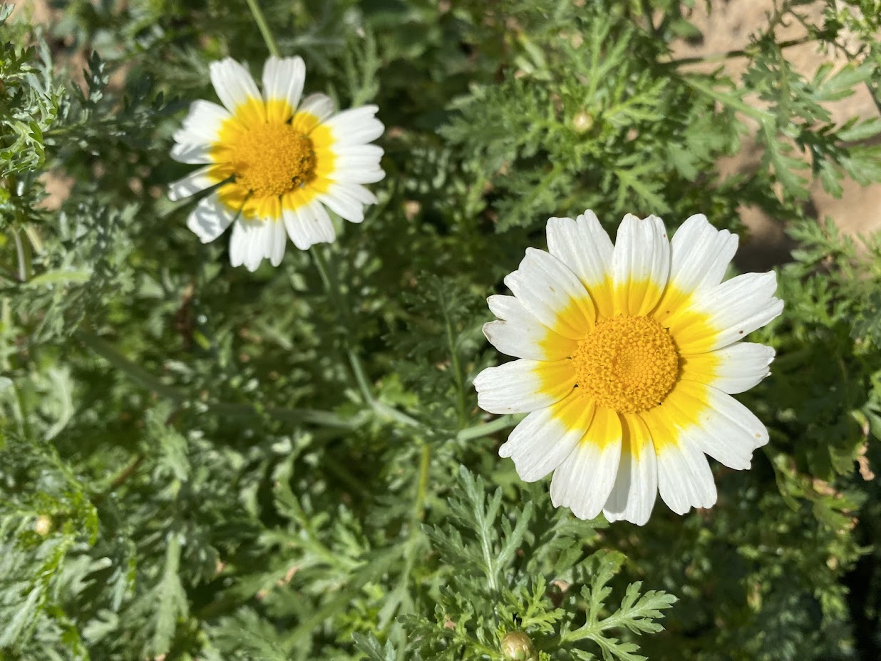 Crown daisy