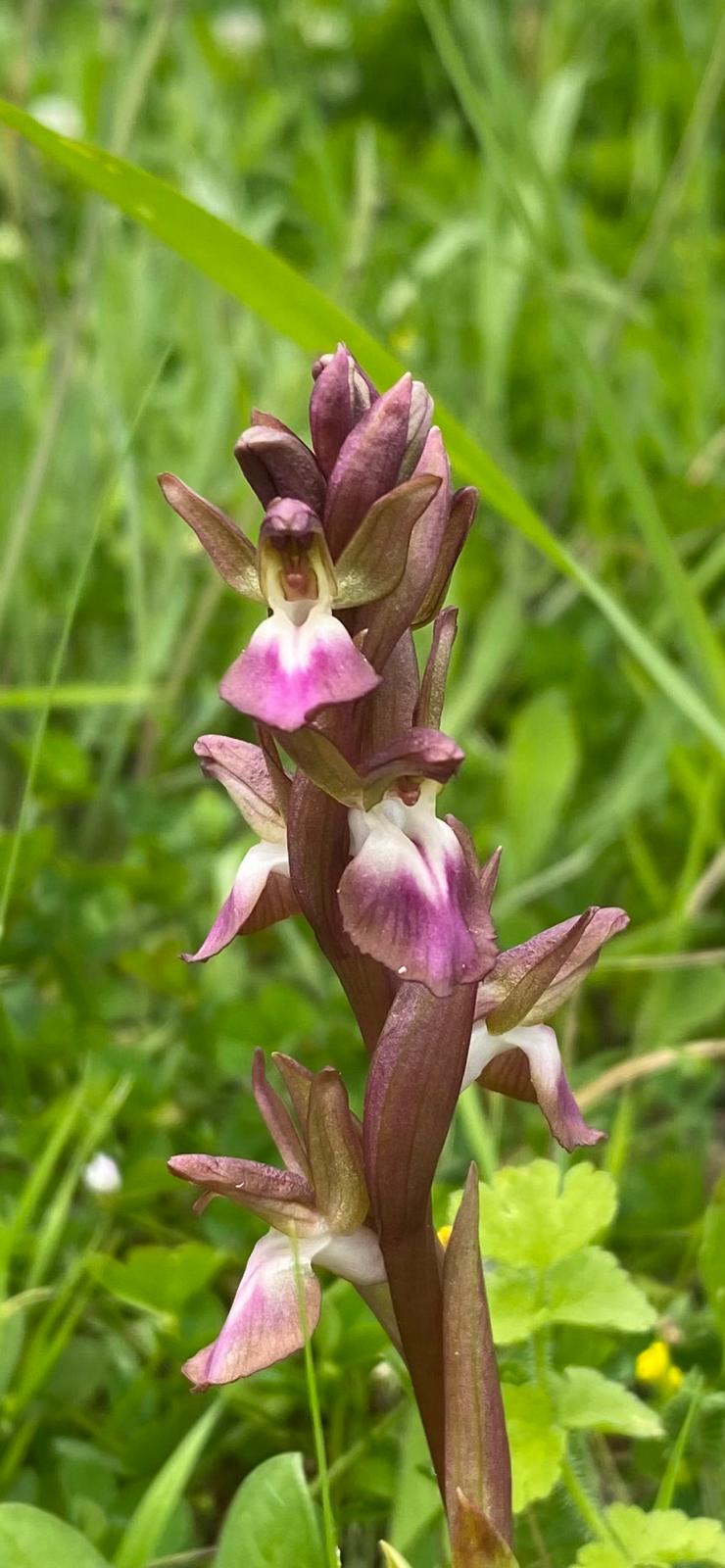 Butterfly Orchid 