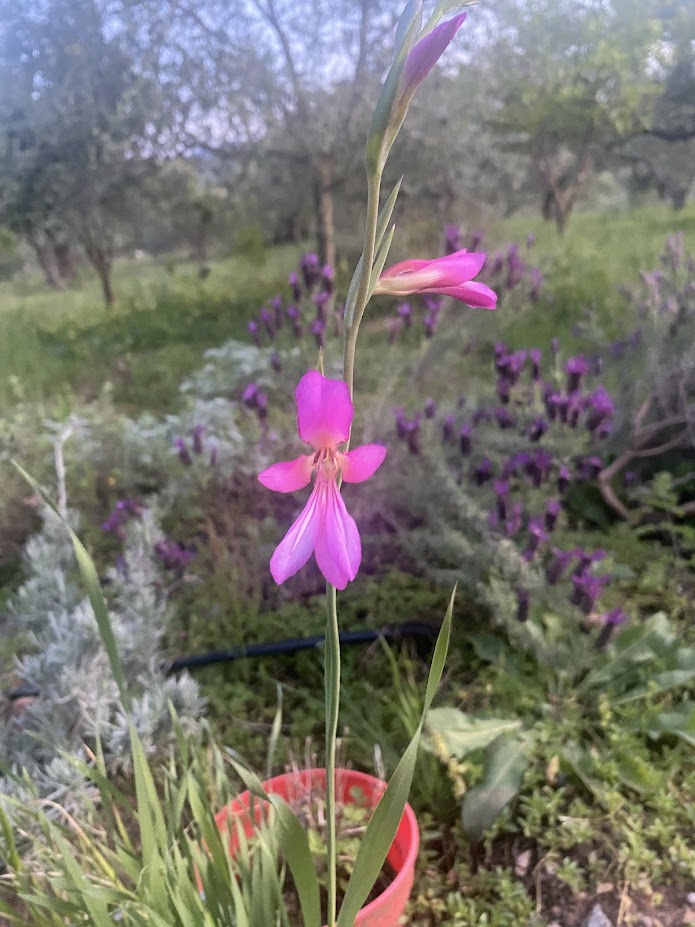 Field Gladiolus