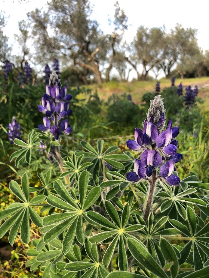 Lupinus